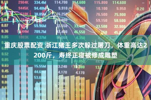 重庆股票配资 浙江猪王多次躲过屠刀，体重高达2200斤，寿终正寝被修成雕塑